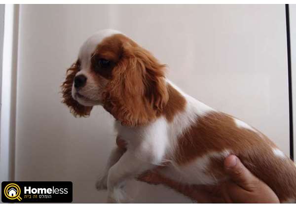 תמונה 1 ,כלבים קבליר קינג צארלס ספנייל   גור קבלייר קינג צ'ארלס למכירה ב