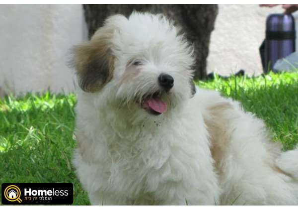 תמונה 1 ,כלבים בישון פריזה   קוטון דה טולאר  למכירה בגבעתיים