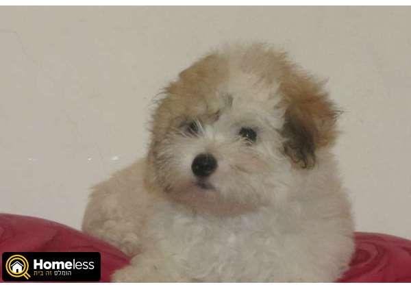 תמונה 2 ,כלבים בישון פריזה   קוטון דה טולאר  למכירה בגבעתיים