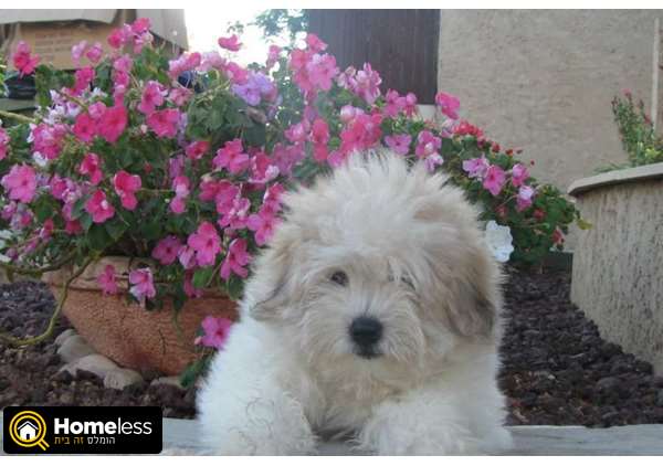תמונה 3 ,כלבים בישון פריזה   קוטון דה טולאר  למכירה בגבעתיים