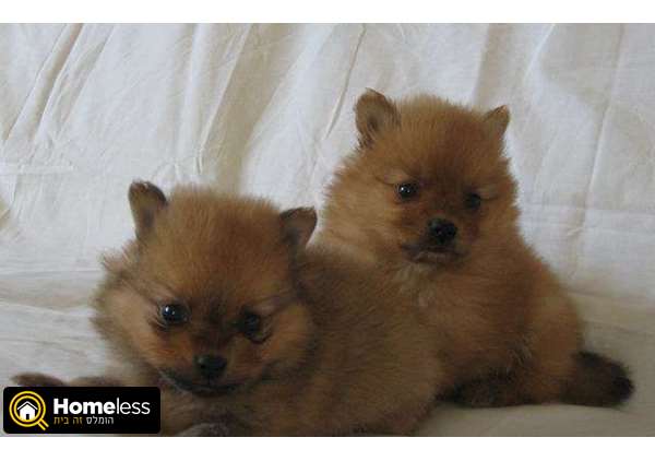 תמונה 1 ,כלבים פומרניאן   גורי פורמניאן למכירה ב