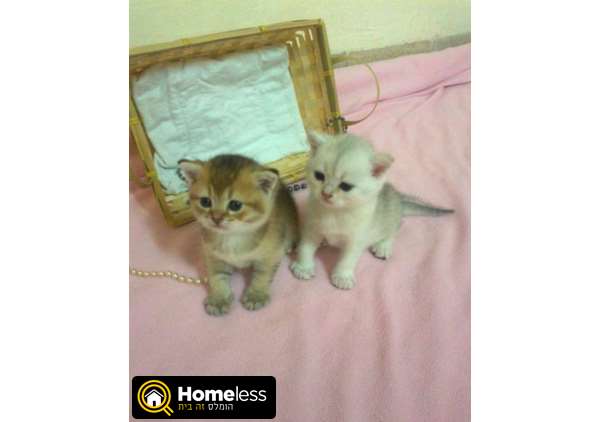 תמונה 3 ,חתולים בריטי קצר שיער   גורים למכירה בחיפה