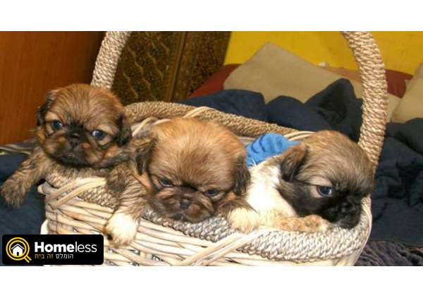 תמונה 1 ,כלבים פקינז   גורים למכירה למכירה ברמלה