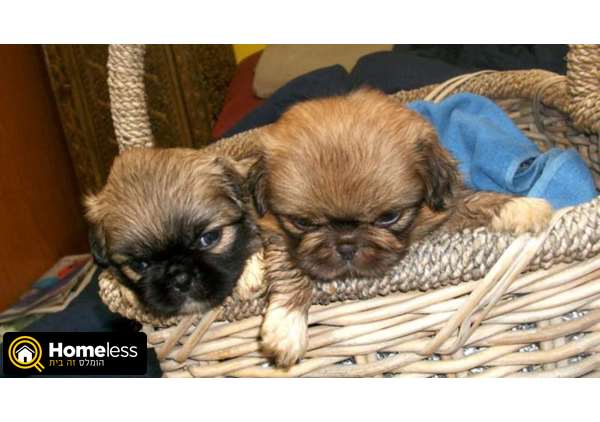 תמונה 2 ,כלבים פקינז   גורים למכירה למכירה ברמלה