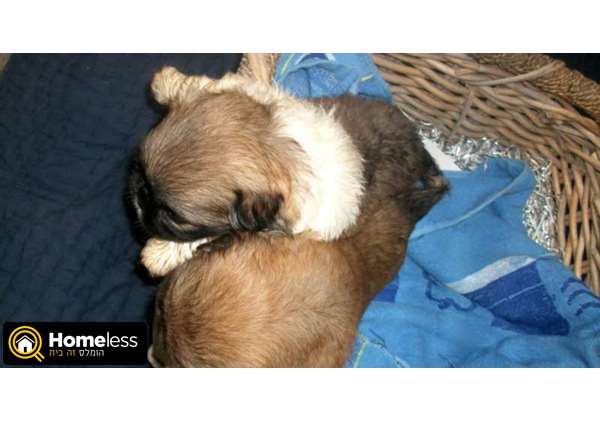 תמונה 3 ,כלבים פקינז   גורים למכירה למכירה ברמלה