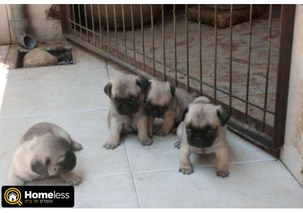 תמונה 1 ,כלבים פאג   גורי פאג למכירה בפתח תקווה