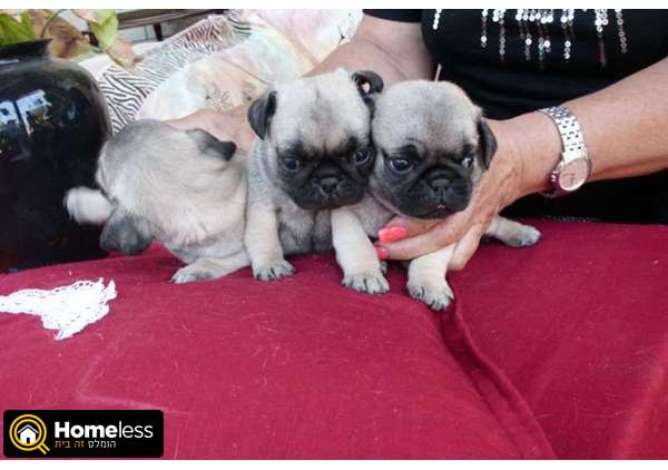 תמונה 2 ,כלבים פאג   גורי פאג למכירה בפתח תקווה
