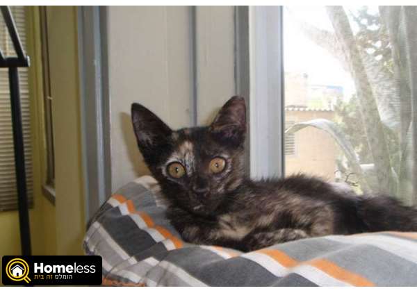 תמונה 3 ,חתולים מעורב   טורטי החתלתולה למסירה בתל אביב -יפו