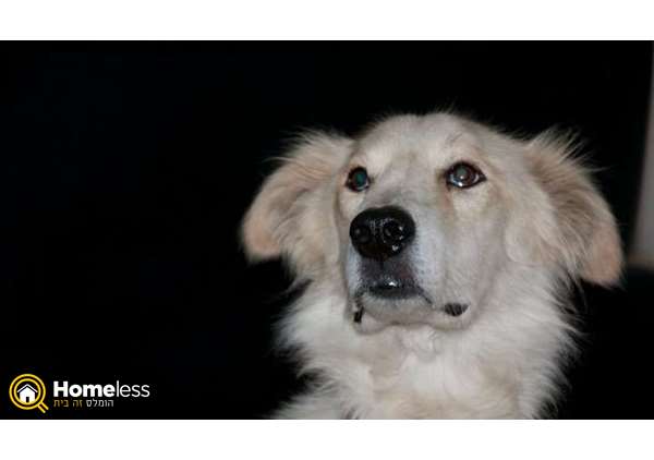 תמונה 1 ,כלבים גולדן רטריבר   באדי למסירה בכל הארץ