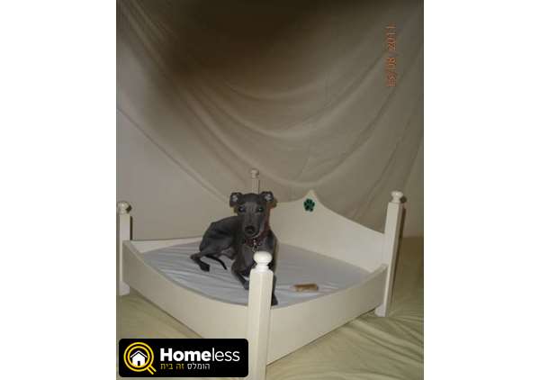 תמונה 1 ,כלבים צ`יוואווה   מיטות כלבים למכירה בהוד השרון