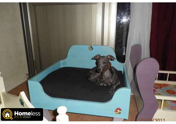 תמונה 3 ,כלבים צ`יוואווה   מיטות כלבים למכירה בהוד השרון