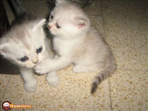 חתולים Scotish Fold חיפה והקריות 