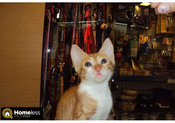 תמונה 1 ,חתולים מעורב   ג'ינג'ר למסירה בתל אביב