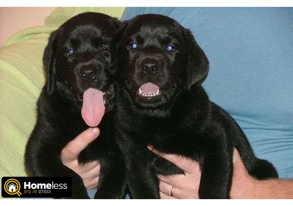 תמונה 1 ,כלבים לברדור רטריבר   ודים ואלנה למכירה במעלות-תרשיחא