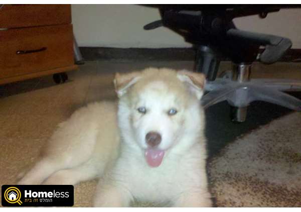 תמונה 1 ,כלבים האסקי סיביר   אלפא מעוניין לקנות בחולון