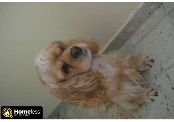 תמונה 2 ,כלבים קוקר ספנייל   מיקה לשידוך בחולון