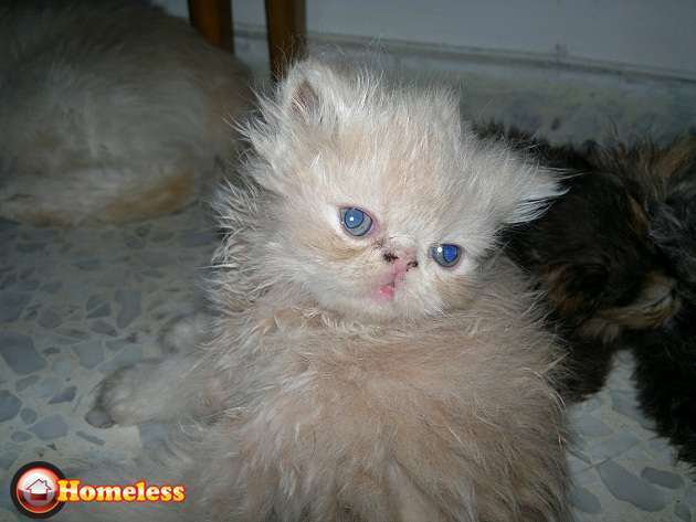 תמונה 1 ,חתולים פרסי   חתולים למכירה בראשון לציון
