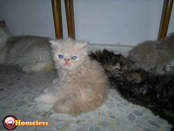 תמונה 2 ,חתולים פרסי   חתולים למכירה בראשון לציון