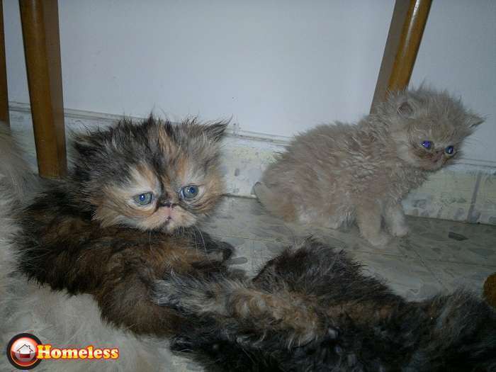 תמונה 3 ,חתולים פרסי   חתולים למכירה בראשון לציון