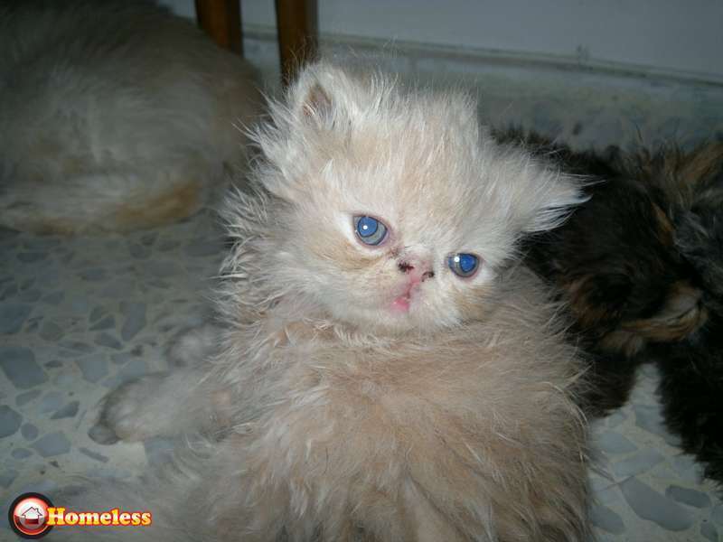 תמונה 4 ,חתולים פרסי   חתולים למכירה בראשון לציון