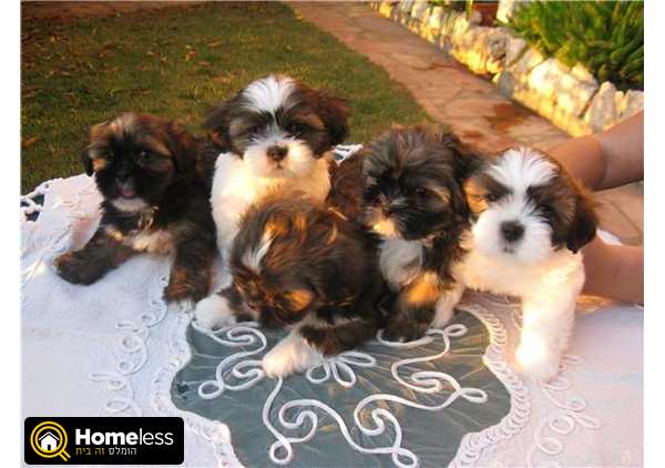 תמונה 1 ,כלבים לסה אפסו   פפי למכירה באלפי מנשה