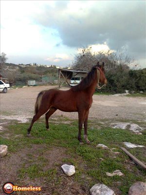סוסים ערבי אשדוד והסביבה 