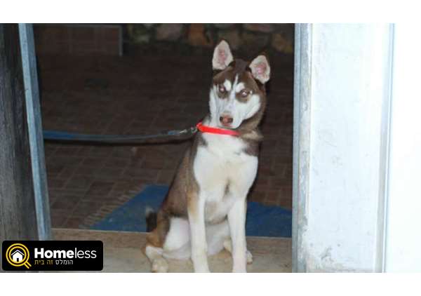 תמונה 1 ,כלבים האסקי סיביר   זואי למכירה בתל אביב -יפו