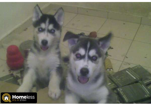 תמונה 2 ,כלבים האסקי סיביר   זואי למכירה בתל אביב -יפו