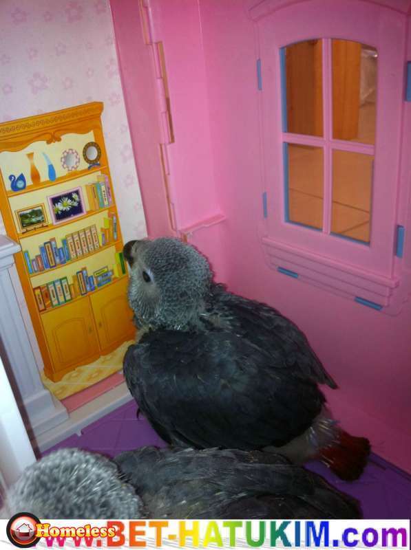 תמונה 3 ,תוכים ובעלי כנף גוזלים   גאקו  אקלקטוס  למכירה בבית שמש
