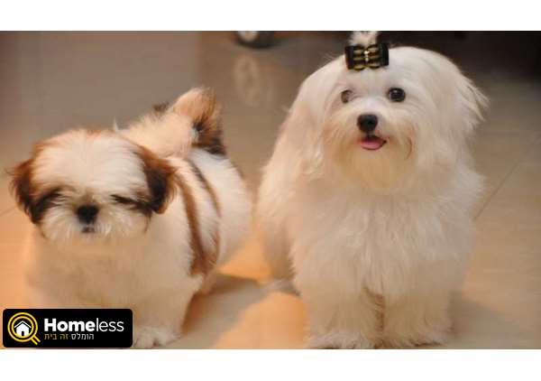 תמונה 1 ,כלבים שי צו   גורים למכירה בפתח תקווה