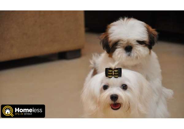 תמונה 4 ,כלבים שי צו   גורים למכירה בפתח תקווה