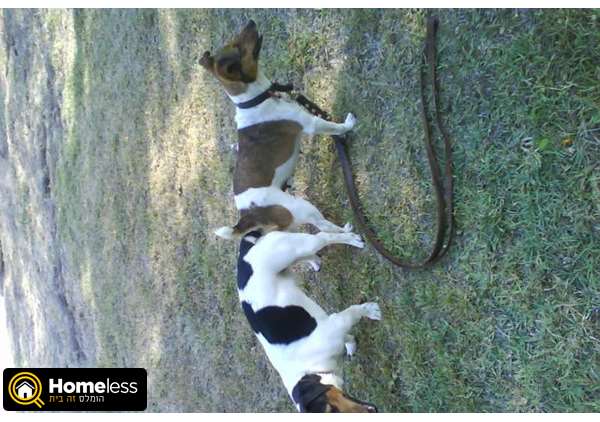 תמונה 2 ,כלבים גק ראסל טרייר   גורים למכירה ב