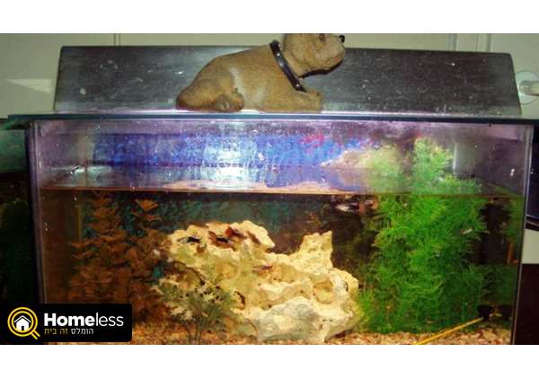 תמונה 4 ,דגים אקוואריום   אקוויומים למכירה בקרית ביאליק