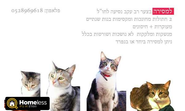 תמונה 1 ,חתולים אחר   ארט ברוט למסירה בתל אביב -יפו