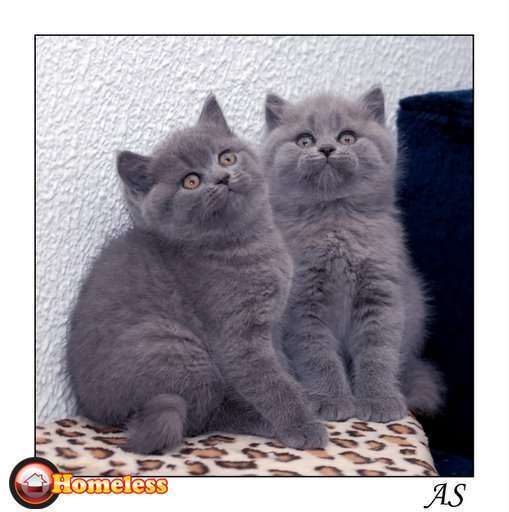 תמונה 3 ,חתולים בריטי קצר שיער   גורים למכירה בנתניה