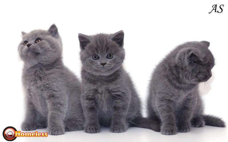 תמונה 4 ,חתולים בריטי קצר שיער   גורים למכירה בנתניה