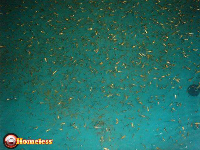 תמונה 1 ,דגים דגי מים קרים   לרווה / לרוות שליירים למכירה בתרום
