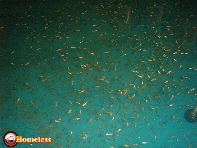תמונה 2 ,דגים דגי מים קרים   לרווה / לרוות שליירים למכירה בתרום
