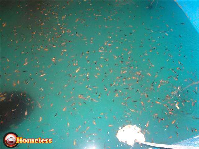 תמונה 3 ,דגים דגי מים קרים   לרווה / לרוות שליירים למכירה בתרום