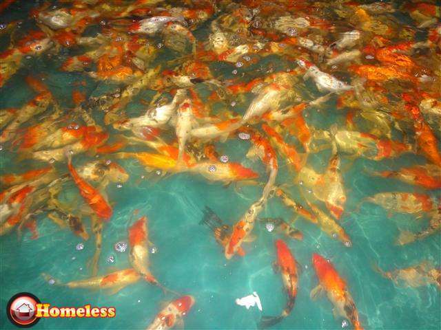 תמונה 4 ,דגים דגי מים קרים   לרווה / לרוות שליירים למכירה בתרום