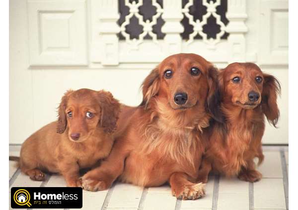 תמונה 1 ,כלבים דקל (תחש)   למכירה גורים למכירה במשמר השבעה