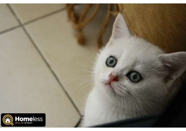 תמונה 1 ,חתולים בריטי קצר שיער   חתול למכירה בראשון לציון