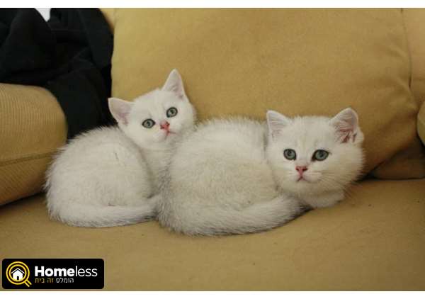 תמונה 2 ,חתולים בריטי קצר שיער   חתול למכירה בראשון לציון