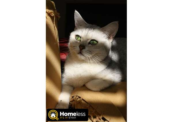 תמונה 4 ,חתולים בריטי קצר שיער   חתול למכירה בראשון לציון