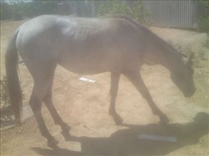 סוסים ערבי חדרה והסביבה 