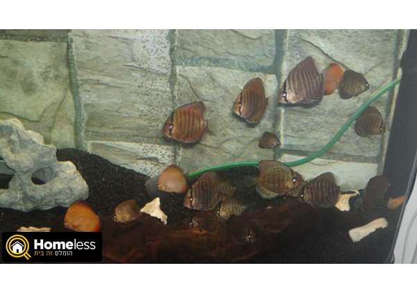תמונה 1 ,דגים ציקלידים   דיסקוסים למכירה ברמלה