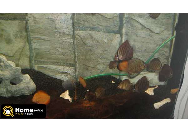 תמונה 2 ,דגים ציקלידים   דיסקוסים למכירה ברמלה