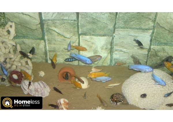 תמונה 1 ,דגים ציקלידים   ציקלידים למכירה ברמלה