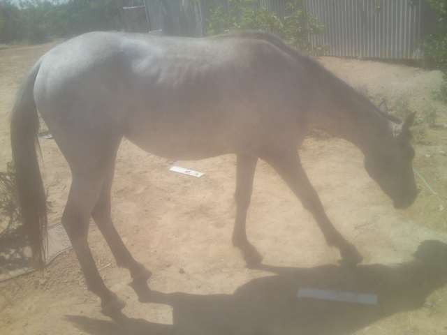 סוסה ערביה מצרית (יפה ושקטה)