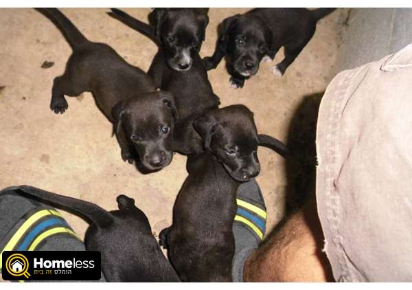 תמונה 1 ,כלבים מעורב   לברדור למכירה במושב תומר